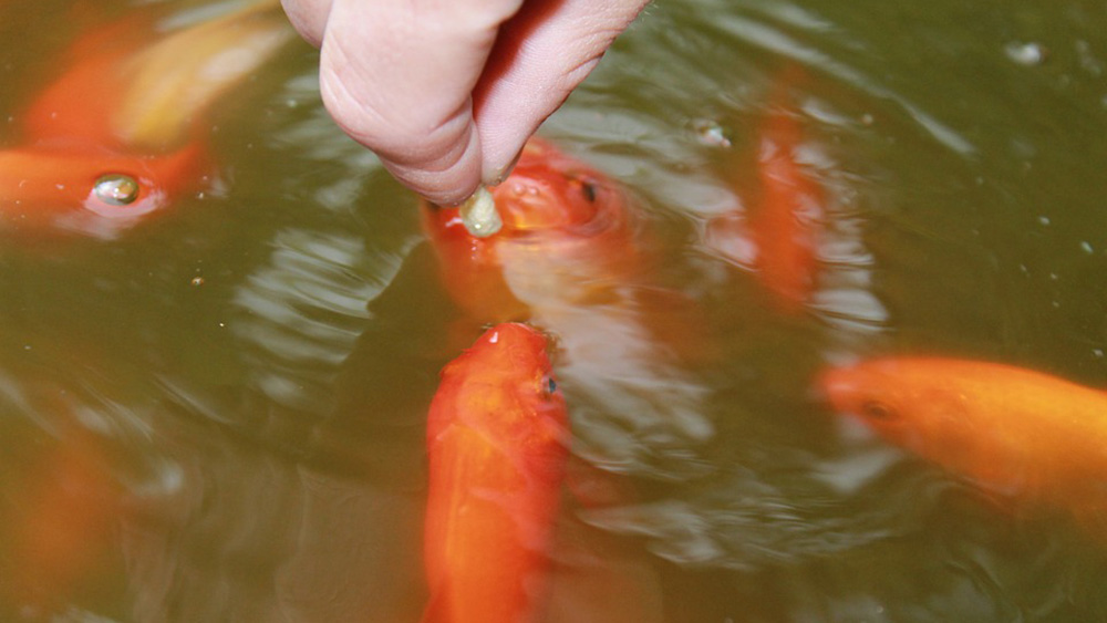 水槽の金魚にエサをあげている様子 朝の時間帯に適量を与えている