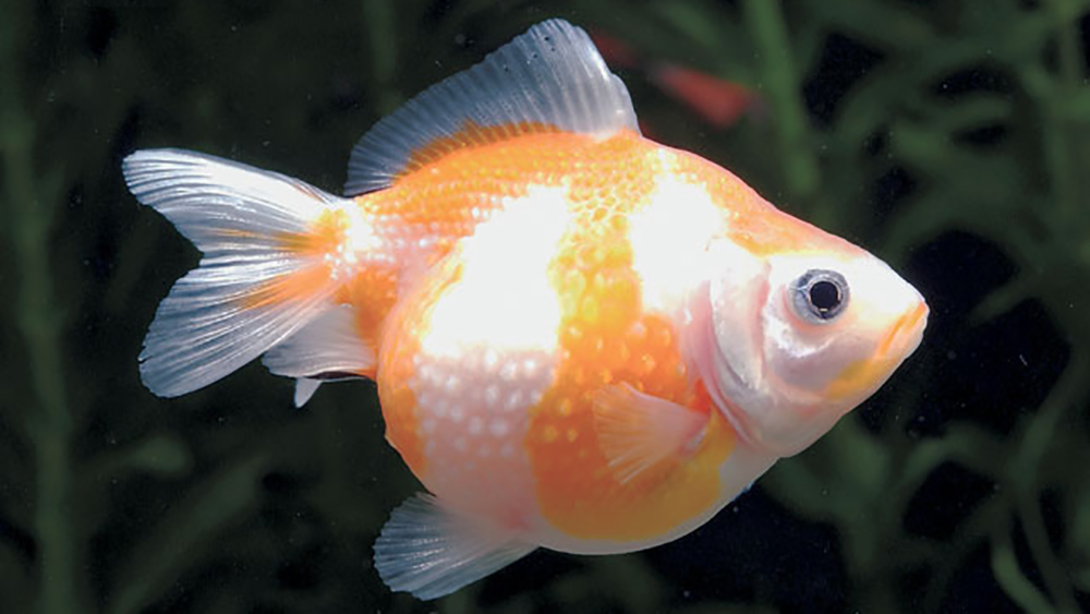 パールスケールの全体像 真珠状の鱗が体表を覆う丸みのある金魚