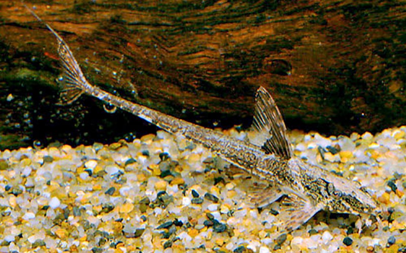 ロリカリア 混泳水槽 カラシン系・アカヒレなどの小型魚との相性が良い底棲魚