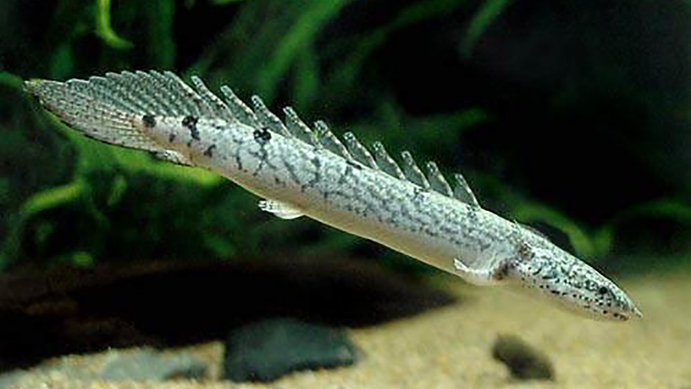 ad-polypterus_1.jpg
