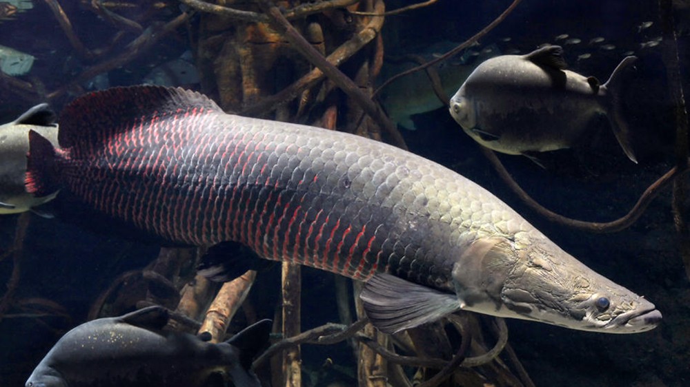ad-arapaima_1.jpg