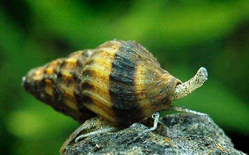 snail_2