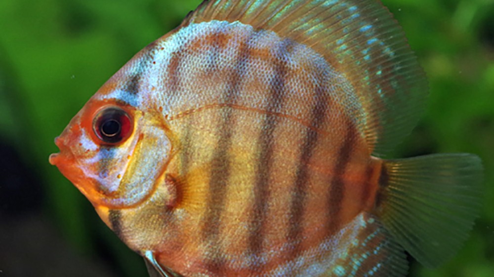 ad-discus_1.jpg