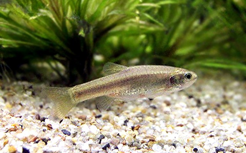 ヒナモロコ 飼育環境と絶滅危惧種としての保護の重要性