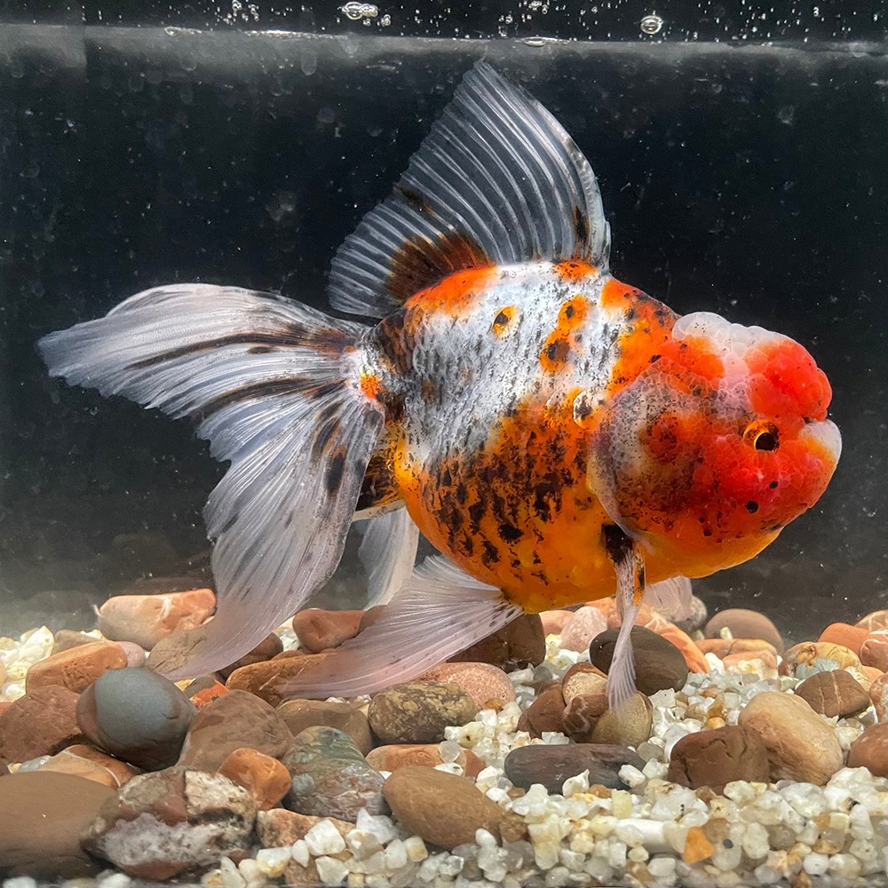 金魚の体色 五色（ゴシキ） 白地に赤・黒・青・浅葱色が入り混じる複雑な模様の金魚の写真