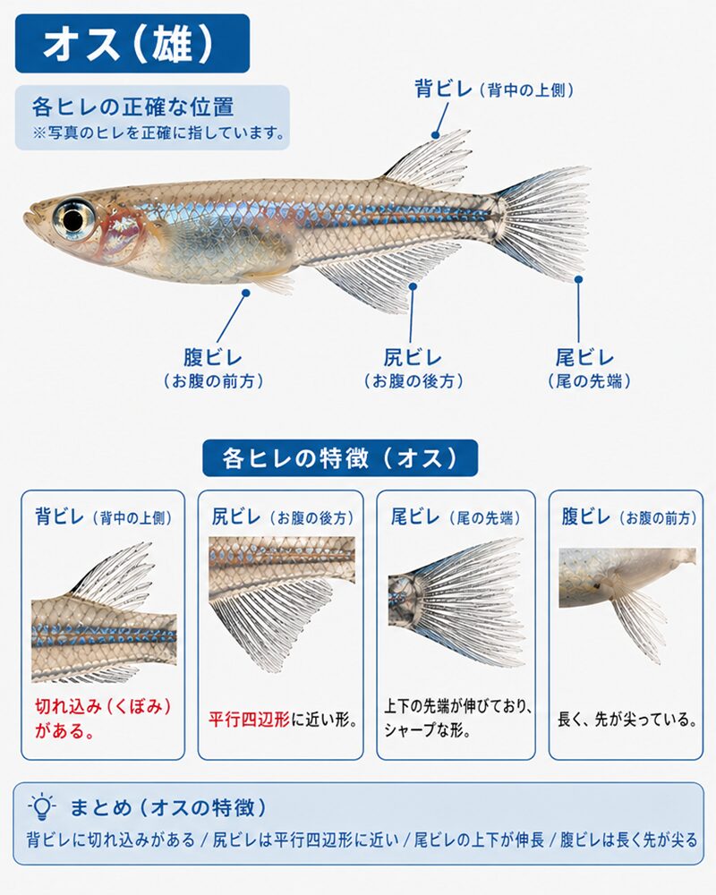 メダカのオス 背ビレに切れ込みがあり尻ビレが平行四辺形に近い形をしている
