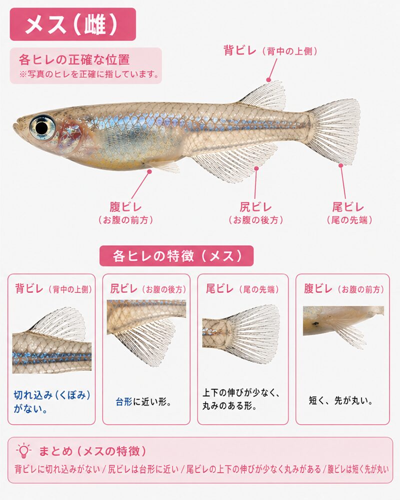 メダカのメス 背ビレに切れ込みがなく丸みがあり尻ビレが台形に近い形をしている