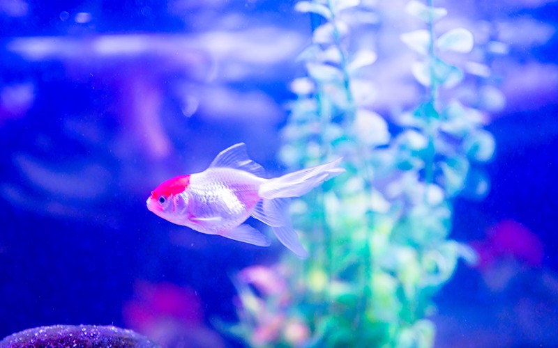 観賞魚の薬浴の様子 隔離容器で病魚を治療している