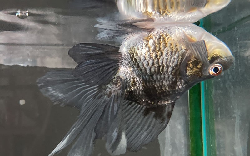 転覆病にかかった観賞魚 水面でひっくり返っている状態