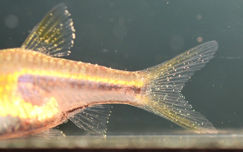 コショウ病（ウーディニウム症）にかかった観賞魚 体表にコショウ状の微細な点が全体的に広がっている