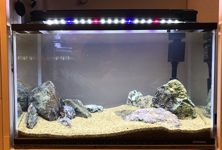 底床を入れた水槽の様子 砂利と水草が調和した飼育環境