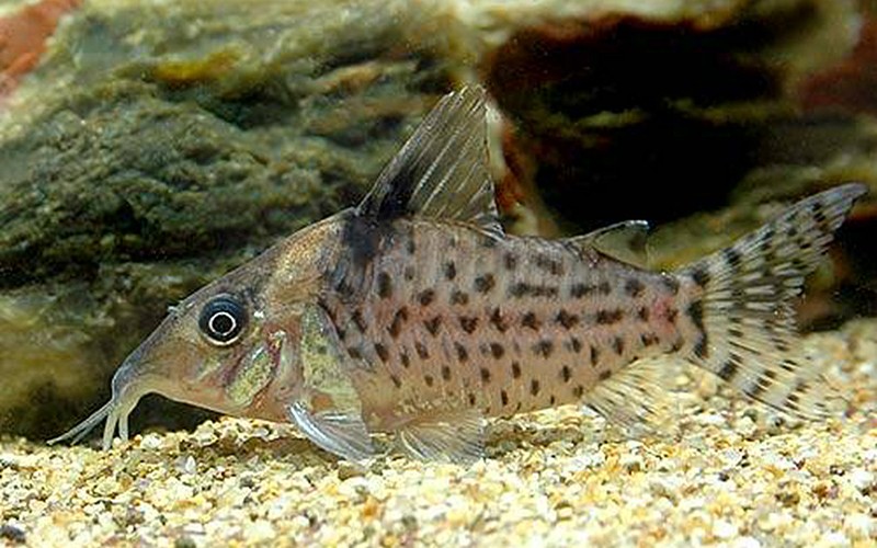 コリドラス・アガシジィ シルバーの体に黒い大粒斑点が散りばめられた存在感ある種
