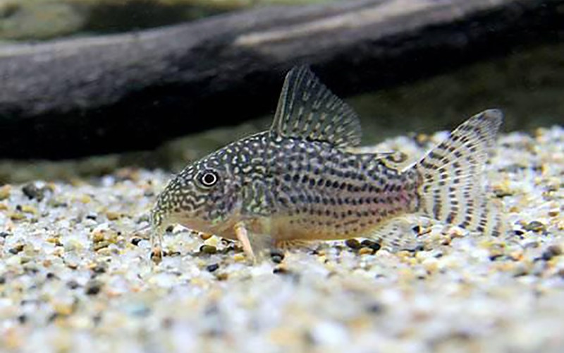 コリドラスの群れ 底砂の上を歩くように泳ぐ姿が特徴的